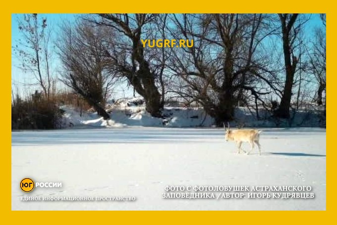 Фото с фотоловушек Астраханского заповедника