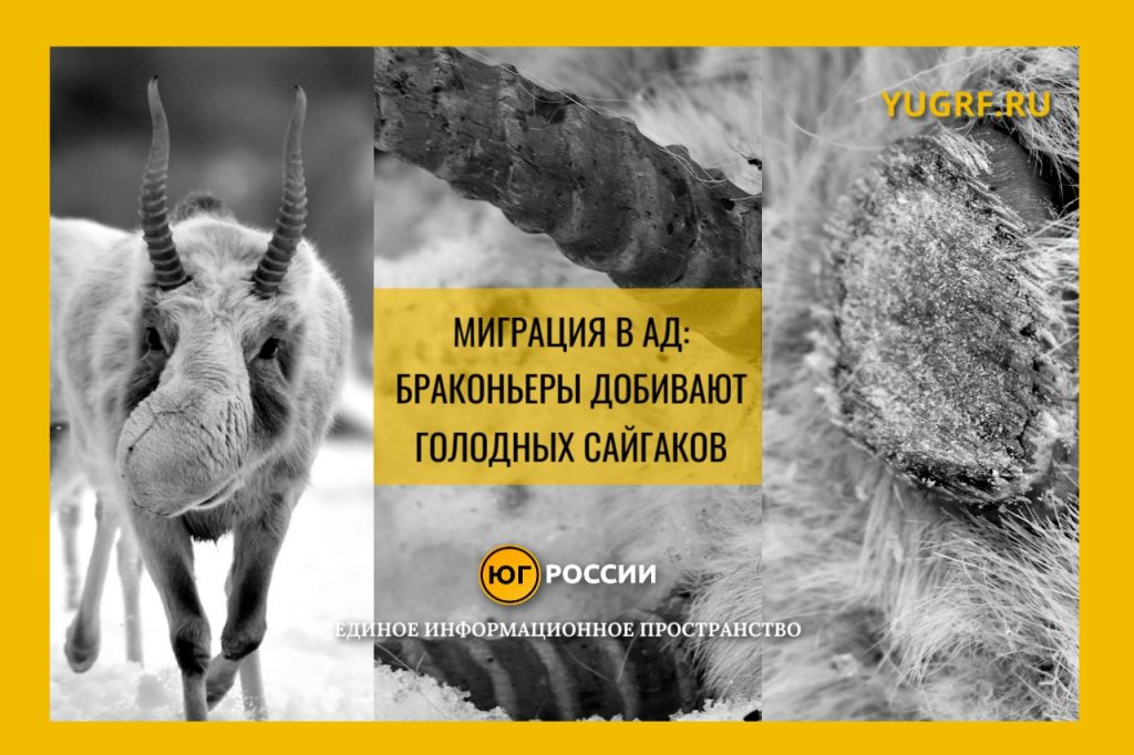 Сайгаки – редкий и охраняемый вид, фотографии сделаны в естественной среде обитания.