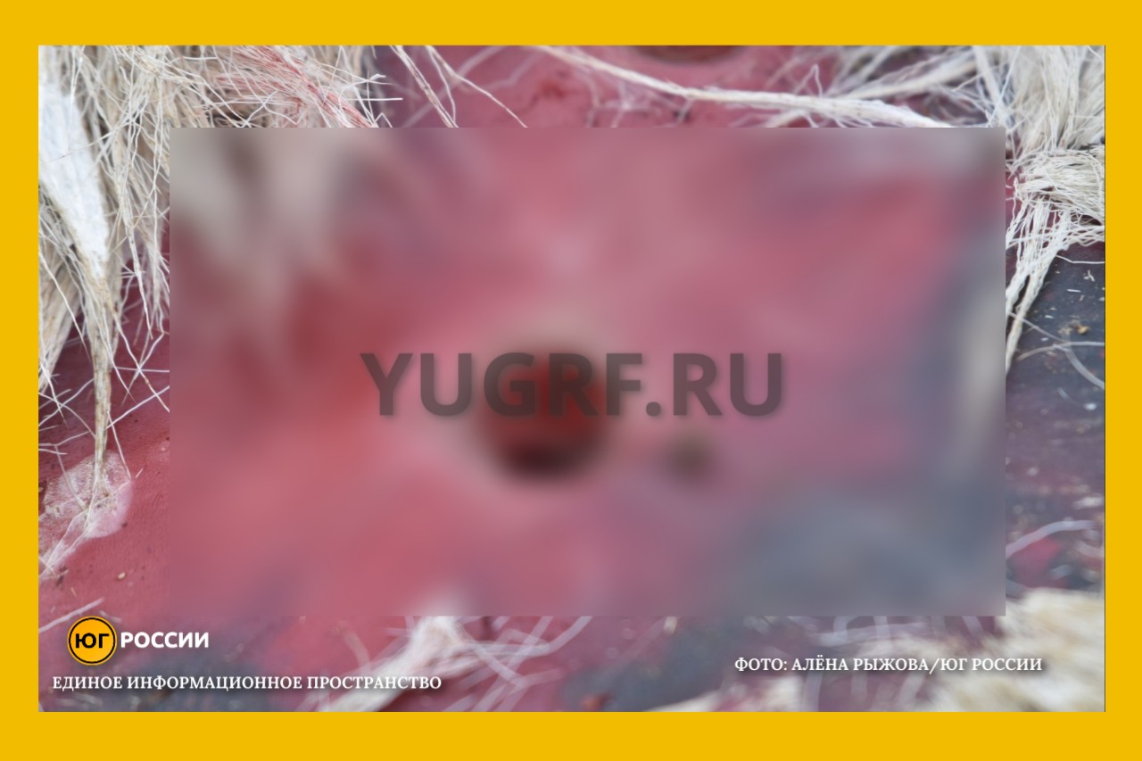 браконьеры убивают сайгаков ради рогов Фото: Алена Рыжова / Юг России