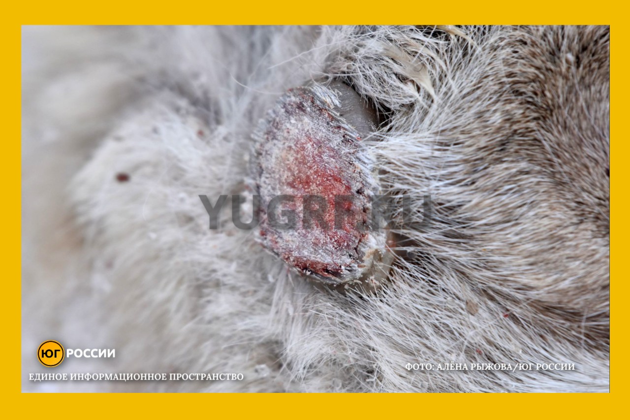 браконьеры убивают сайгаков ради рогов