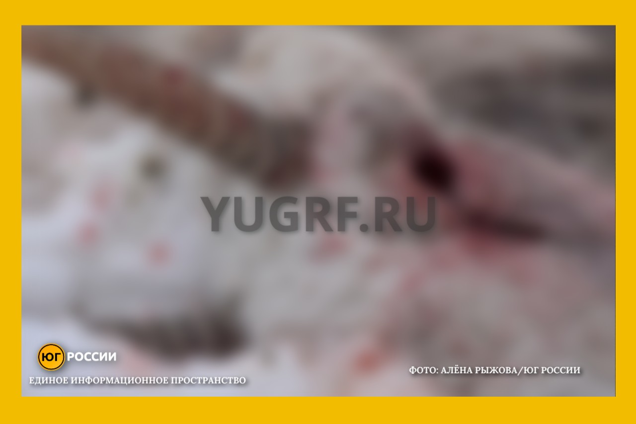 браконьеры убивают сайгаков ради рогов Фото: Алена Рыжова / Юг России