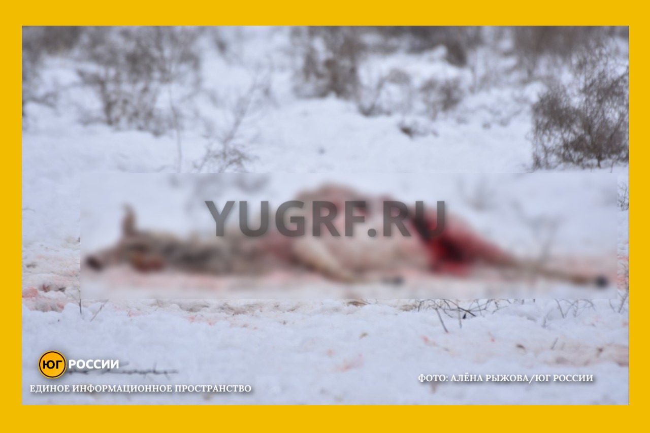 браконьеры убивают сайгаков ради рогов Фото: Алена Рыжова / Юг России