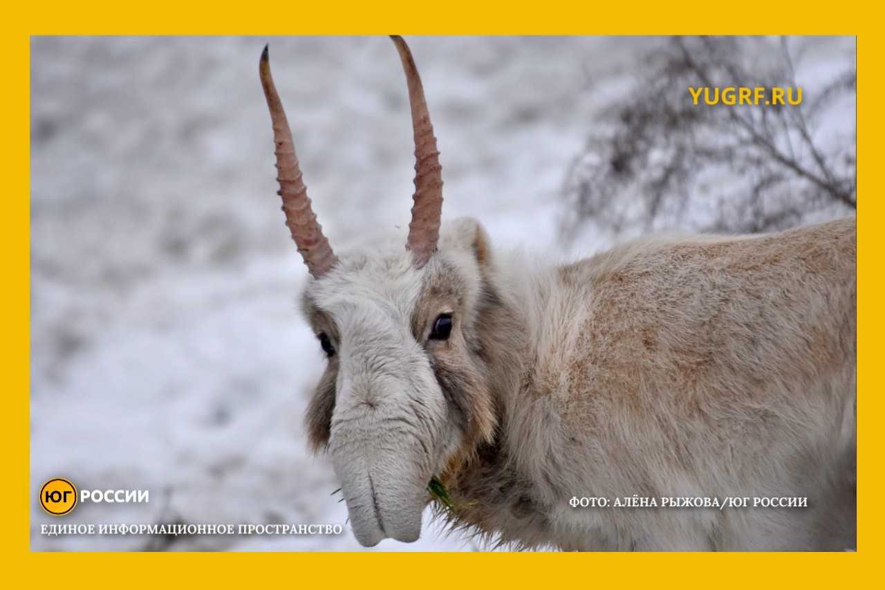миграция сайгаков зимой Фото: Алена Рыжова / Юг России