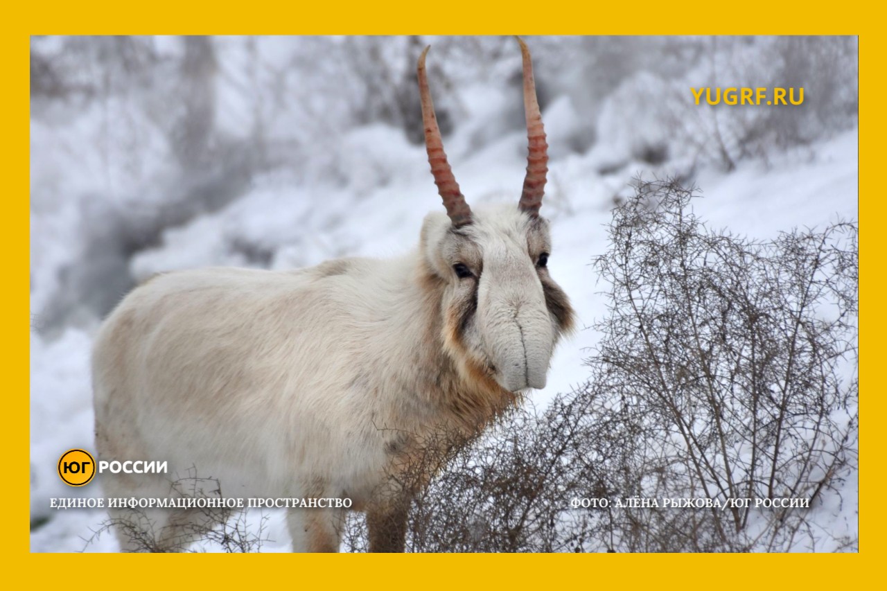 миграция сайгаков зимой Фото: Алена Рыжова / Юг России
