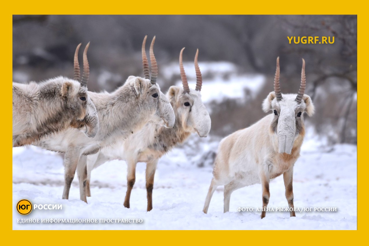 миграция сайгаков зимой Фото: Алена Рыжова / Юг России