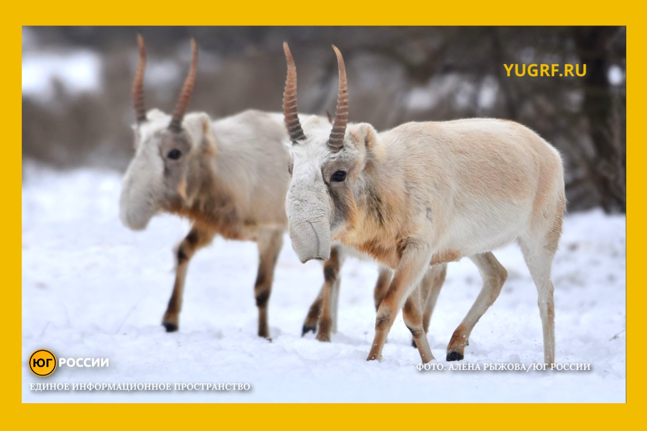 миграция сайгаков зимой Фото: Алена Рыжова / Юг России
