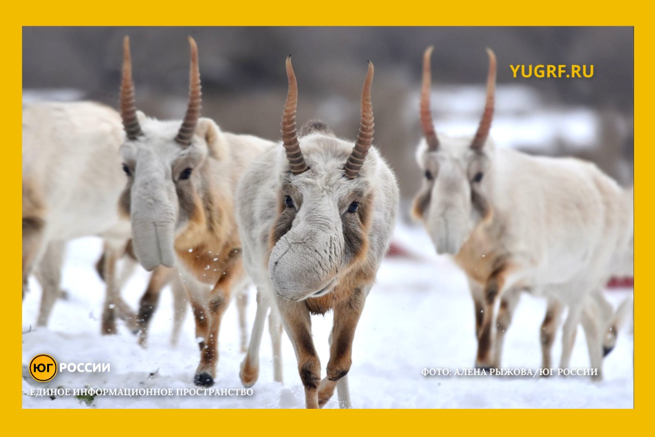миграция сайгаков зимой Фото: Алена Рыжова / Юг России