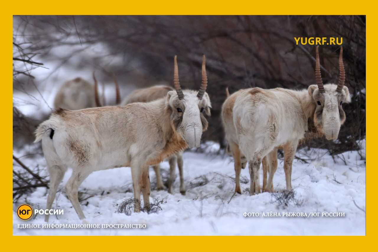 миграция сайгаков зимой Фото: Алена Рыжова / Юг России