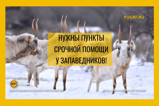 сайгаки миграция зимой Алена Рыжова