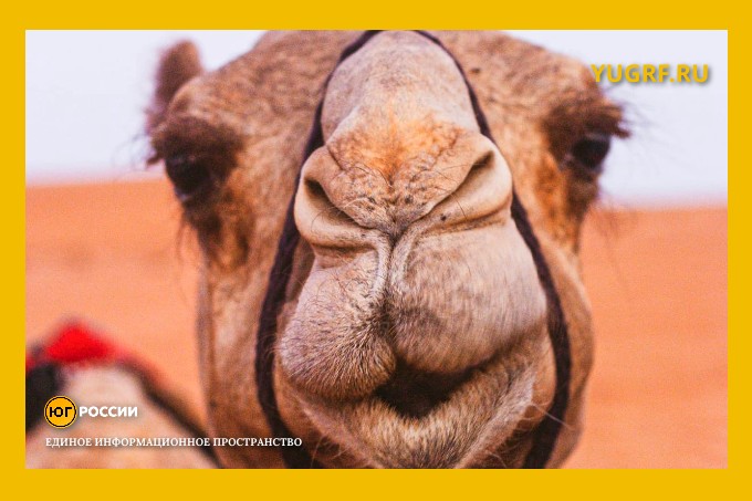 верблюд голова крупно юг россии