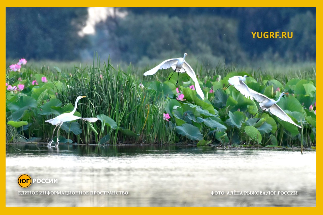 аисты, птицы Алена Рыжова вода река болота