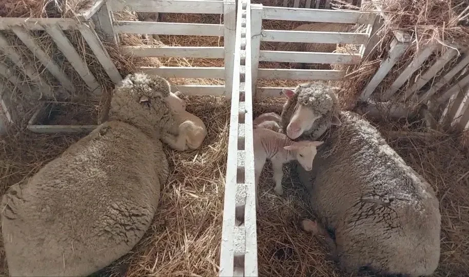 ягнята овца