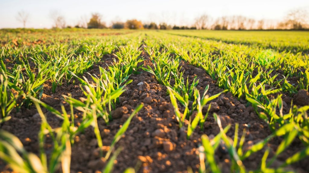 Сельское хозяйство, АПК, сев