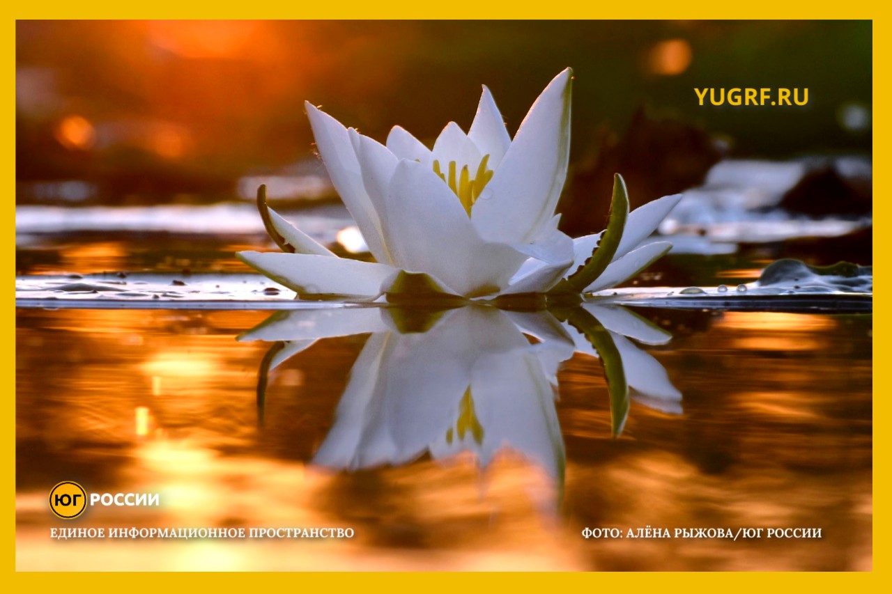 Кувшинка Алена Рыжова