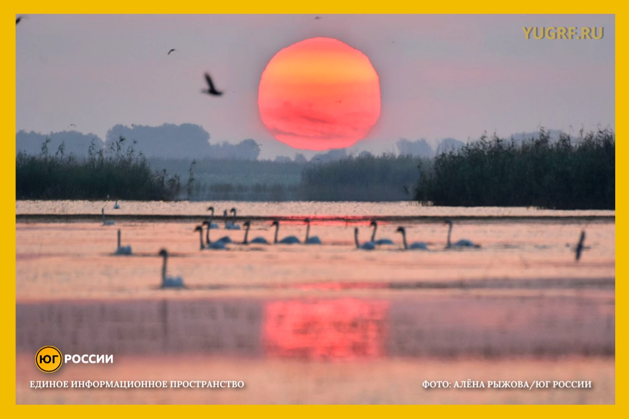 солнце птицы вода река астрахань Алена Рыжова