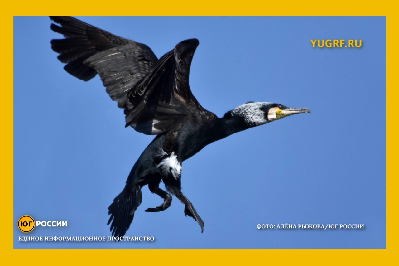 баклан алена рыжова