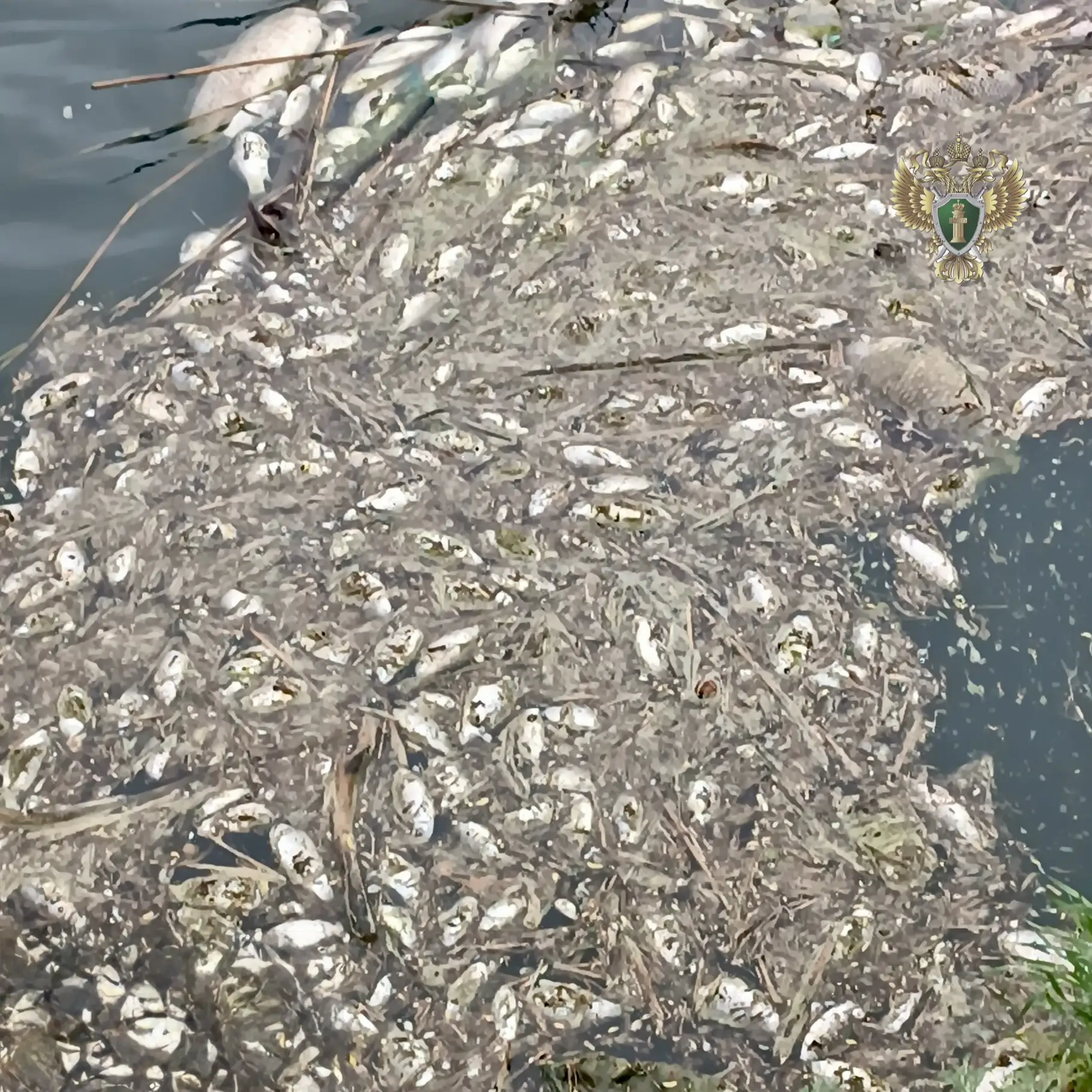 Рыба замор мертвая рыба Фото: Ставропольская межрайонная природоохранная прокуратура