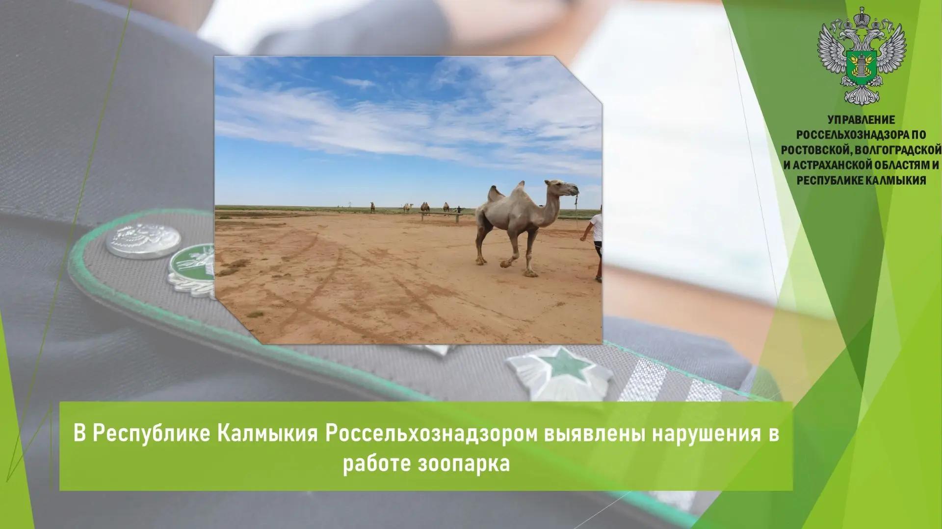 Управлением Россельхознадзора по согласованию с органами прокуратуры проведена проверка в отношении зоопарка «Страна Бумба» в Республике Калмыкия